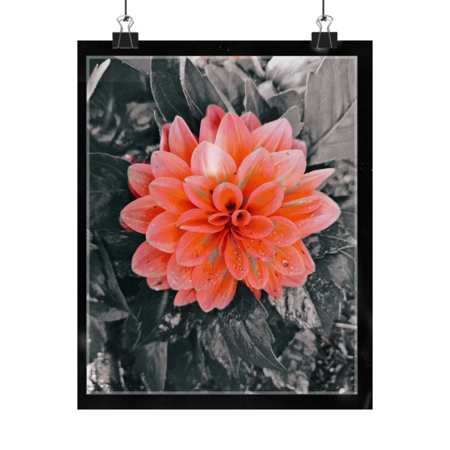 Coral Dahlia Matte Poster — Botanical Wall Art, Vertical Flower Print